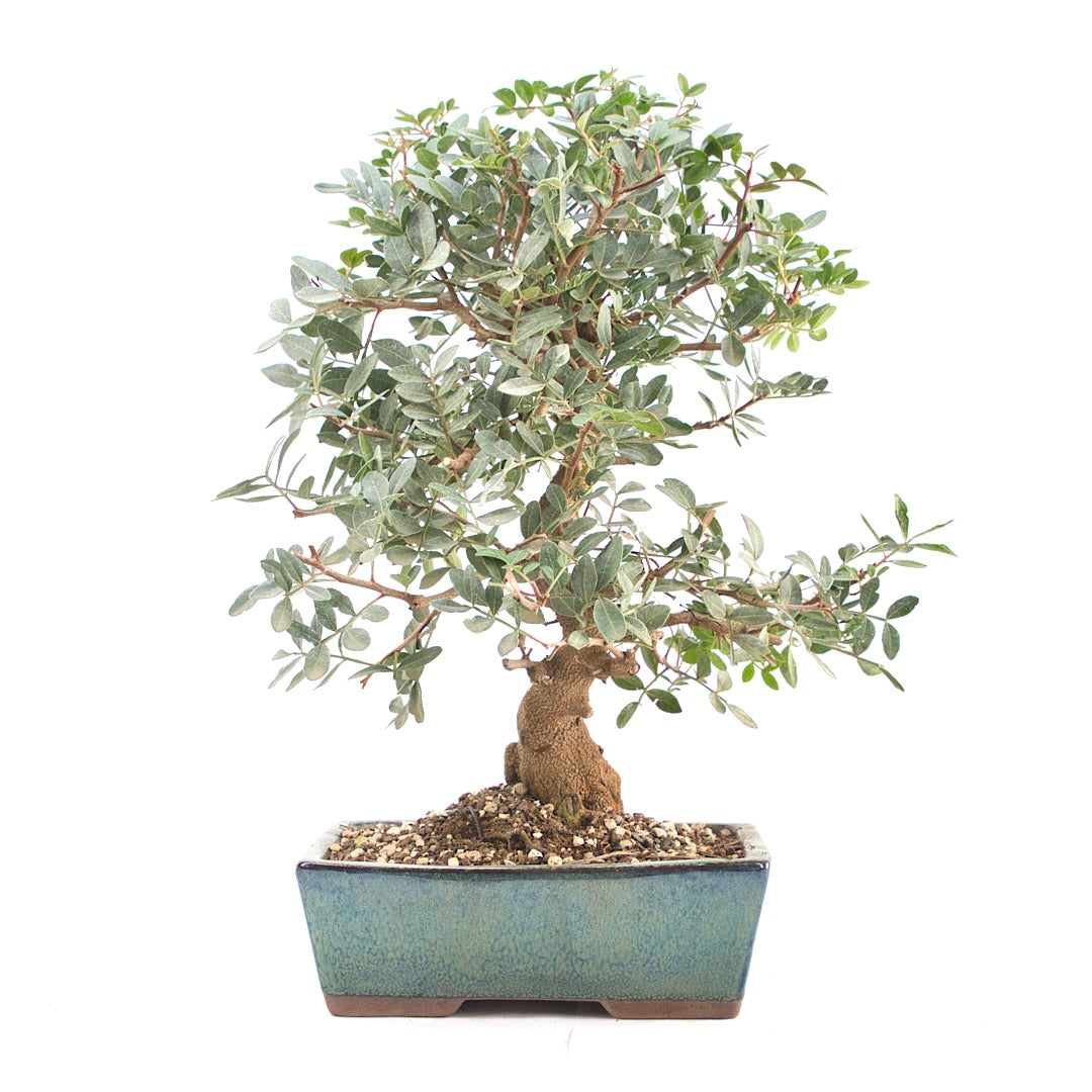 Pistazie 'Pistazie lentiscus'
